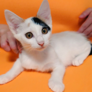 白三毛・お話し大好き “と～ね”ちゃん・４ヵ月