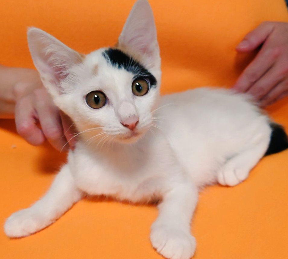 白三毛・お話し大好き “と～ね”ちゃん・４ヵ月