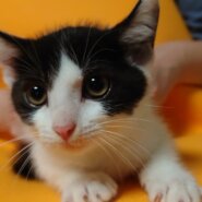 後ろ髪がワカメちゃんカット・“ゴール” 君 ３ヵ月半