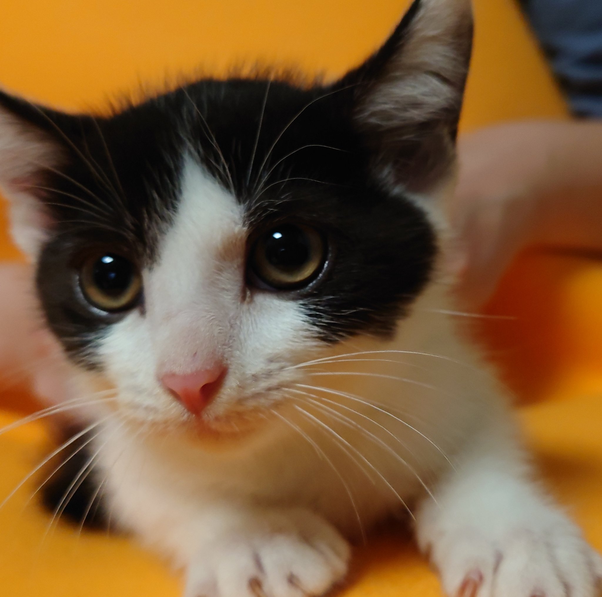 後ろ髪がワカメちゃんカット・“ゴール” 君 ３ヵ月半