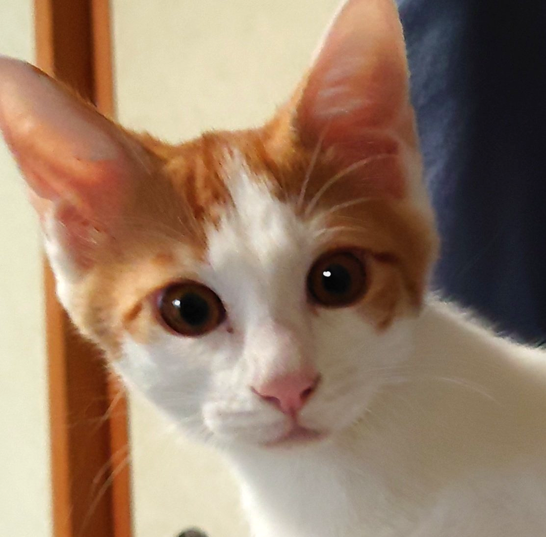 グッドルッキンでも甘えん坊な じゅま君 ４ヵ月