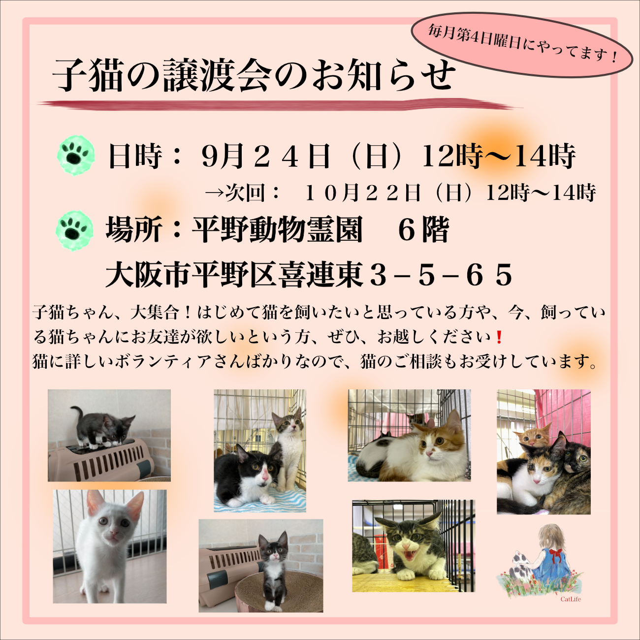 子猫の譲渡会