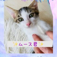 とっても美人顔の男の子☆ムース君