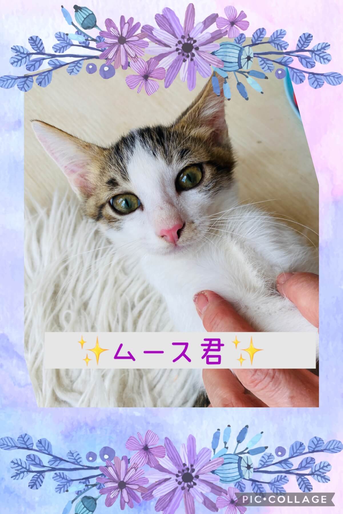 とっても美人顔の男の子☆ムース君