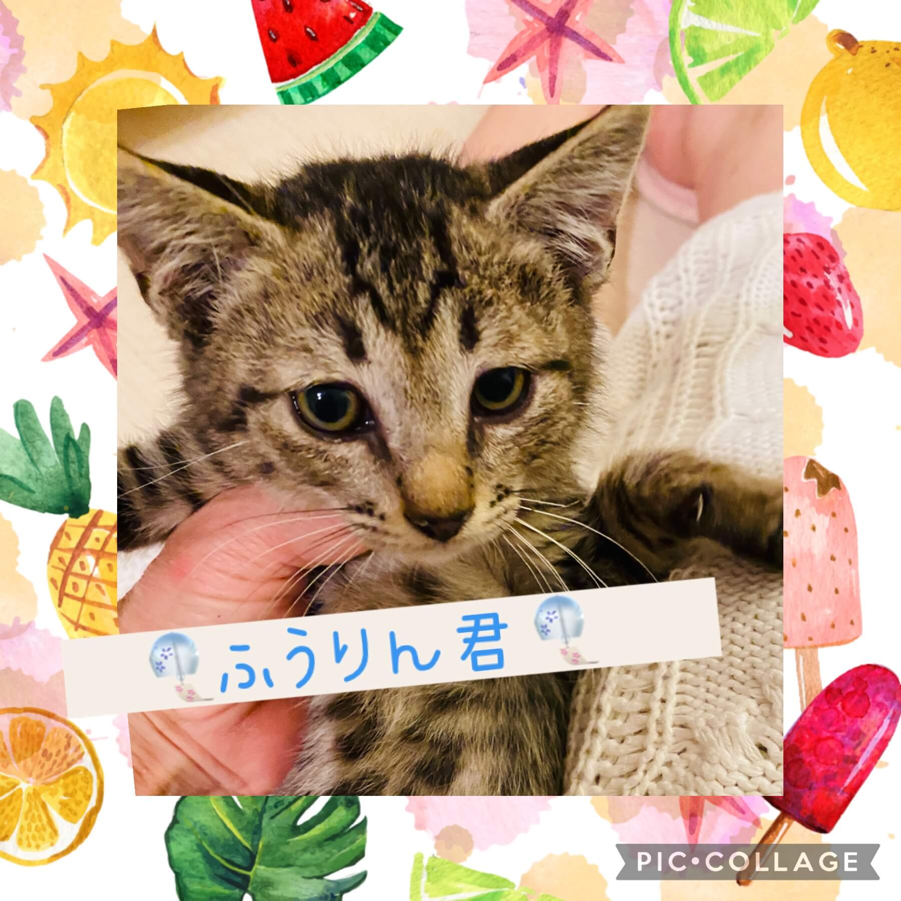 小さなわんぱく甘えん坊のふうりん君♡