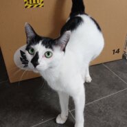 白黒の美人猫 オセロちゃん