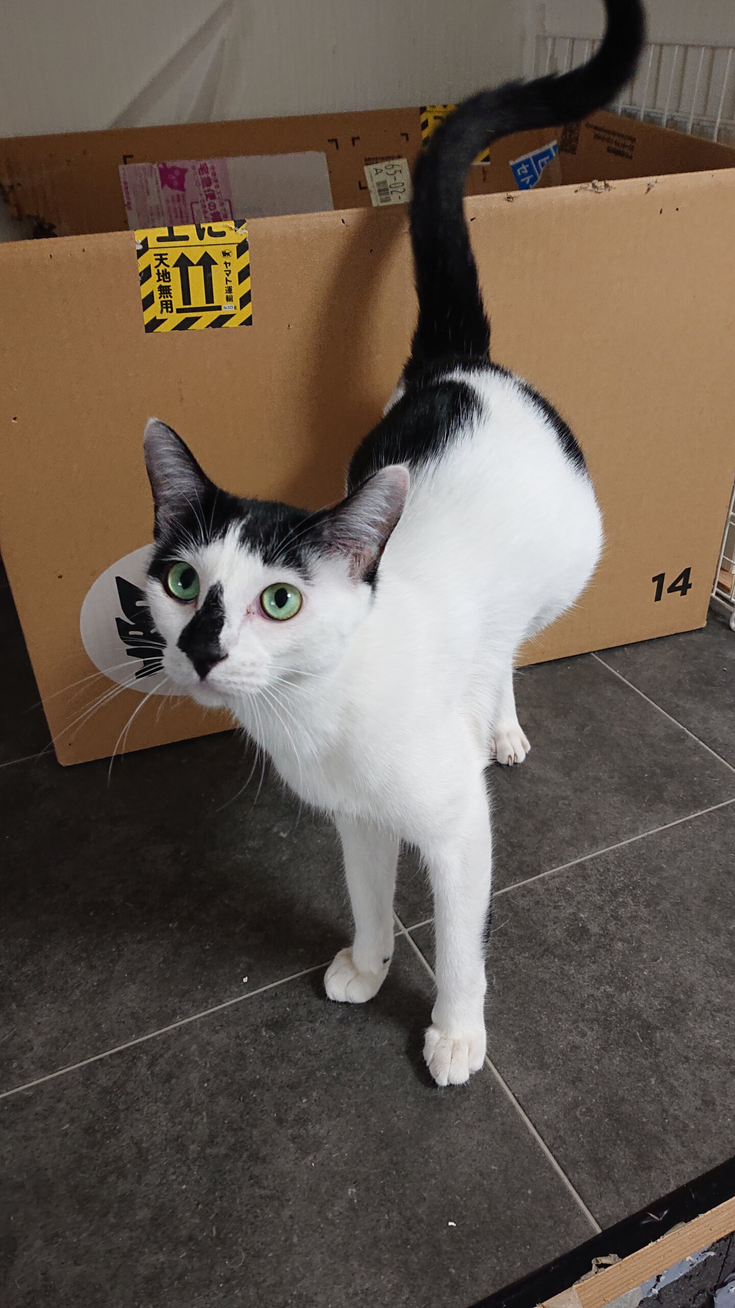 白黒の美人猫 オセロちゃん