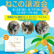 板橋区大山にて開催　ねこの譲渡会