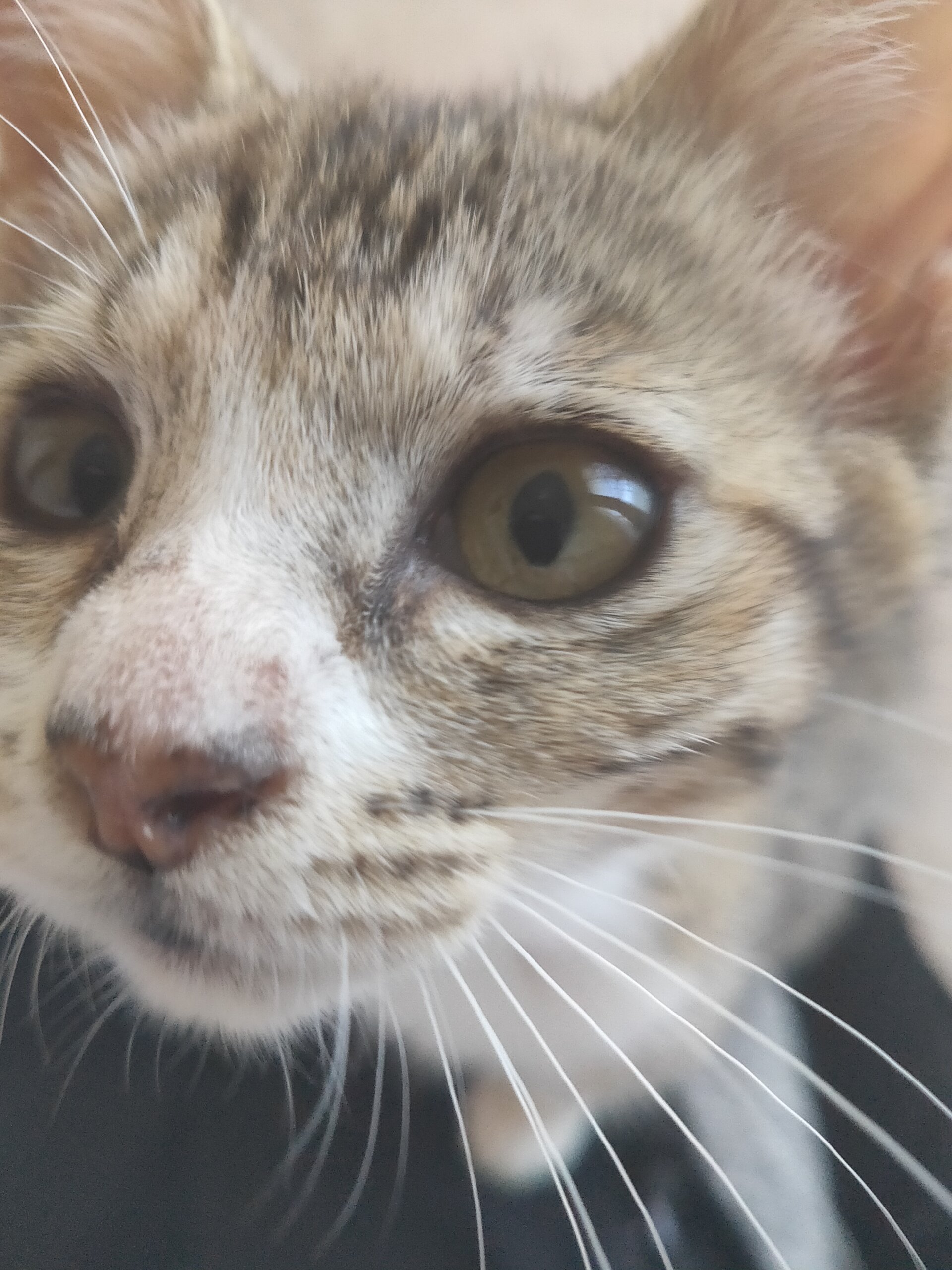 生後４ヵ月半ほどの、サバシロの女の子。