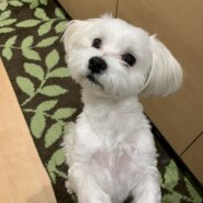 8歳 人が大好きな子です。(男の子)