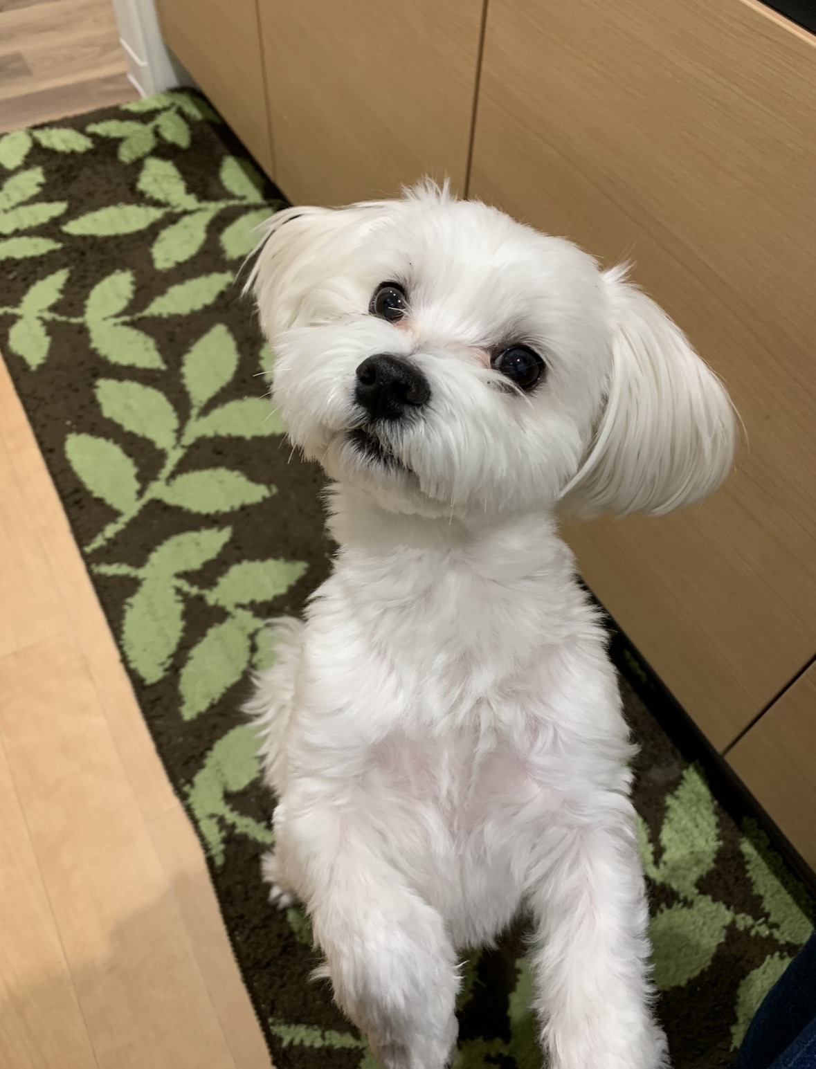 8歳 人が大好きな子です。(男の子)