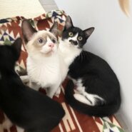 緊急募集！生後3ヶ月くらいの男の子♡性格すごく良いです