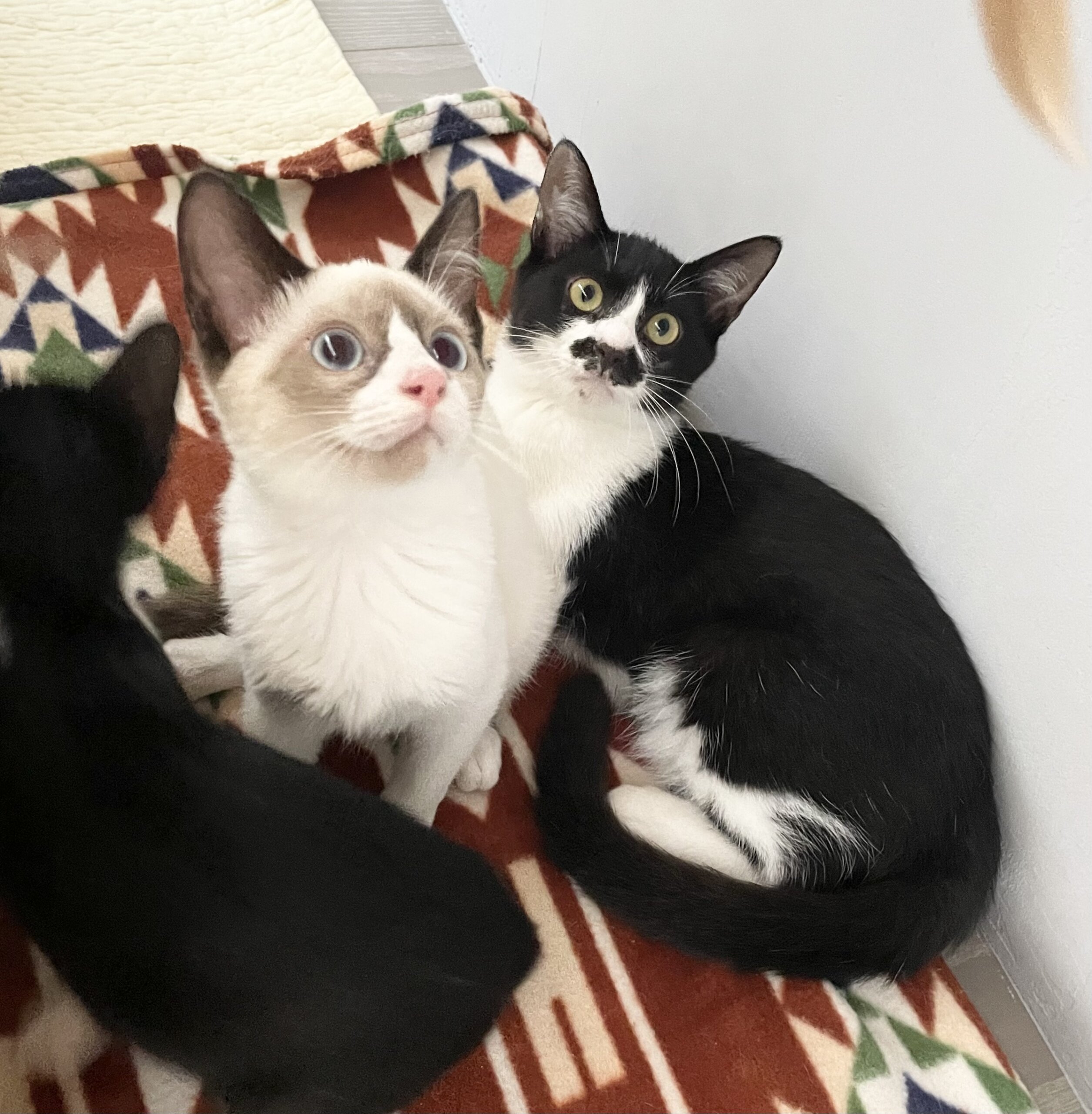 緊急募集！生後3ヶ月くらいの男の子♡性格すごく良いです