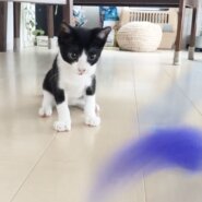 緊急募集！生後2ヶ月ハチワレ君カギしっぽ