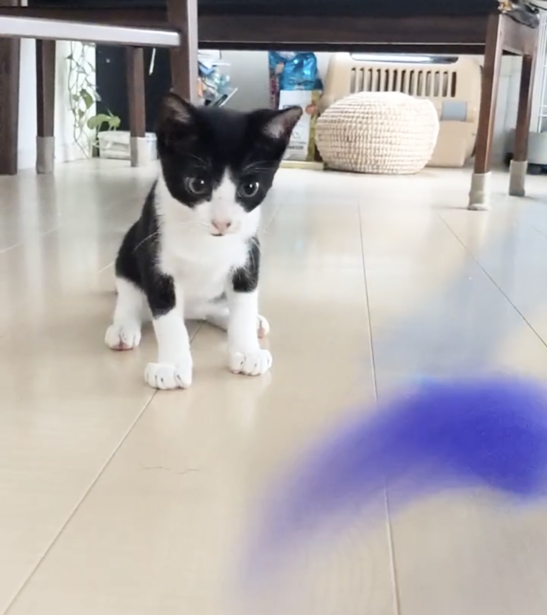 緊急募集！生後2ヶ月ハチワレ君カギしっぽ