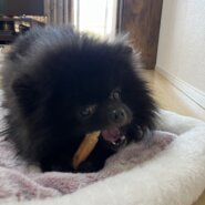 里親様募集　ポメラニアン　オス3歳