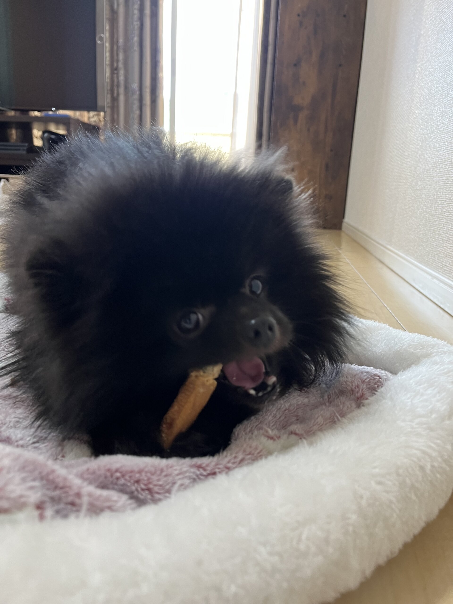 里親様募集　ポメラニアン　オス3歳