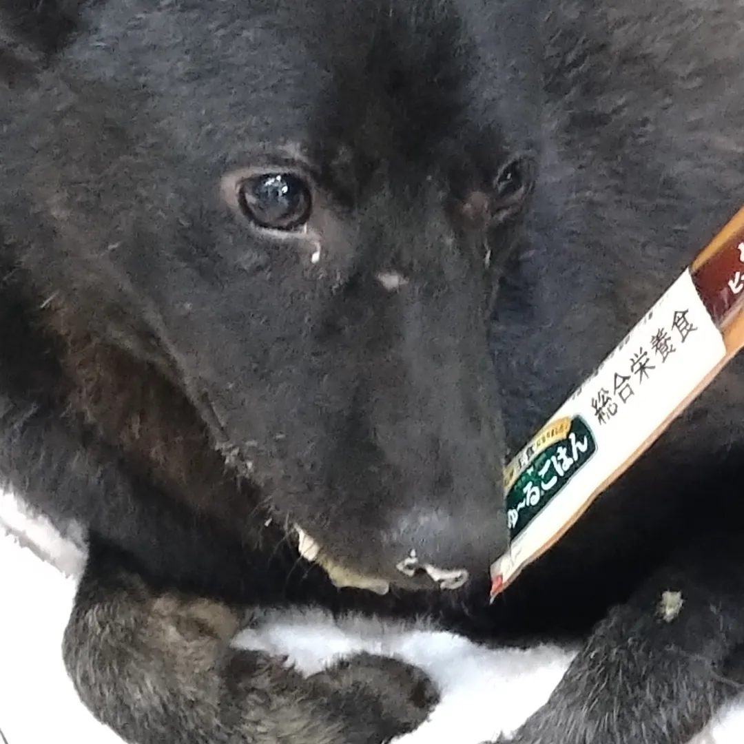 まだ幼い感じの黒い女の子です