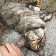 甘えん坊のメス猫🐱サビちゃん