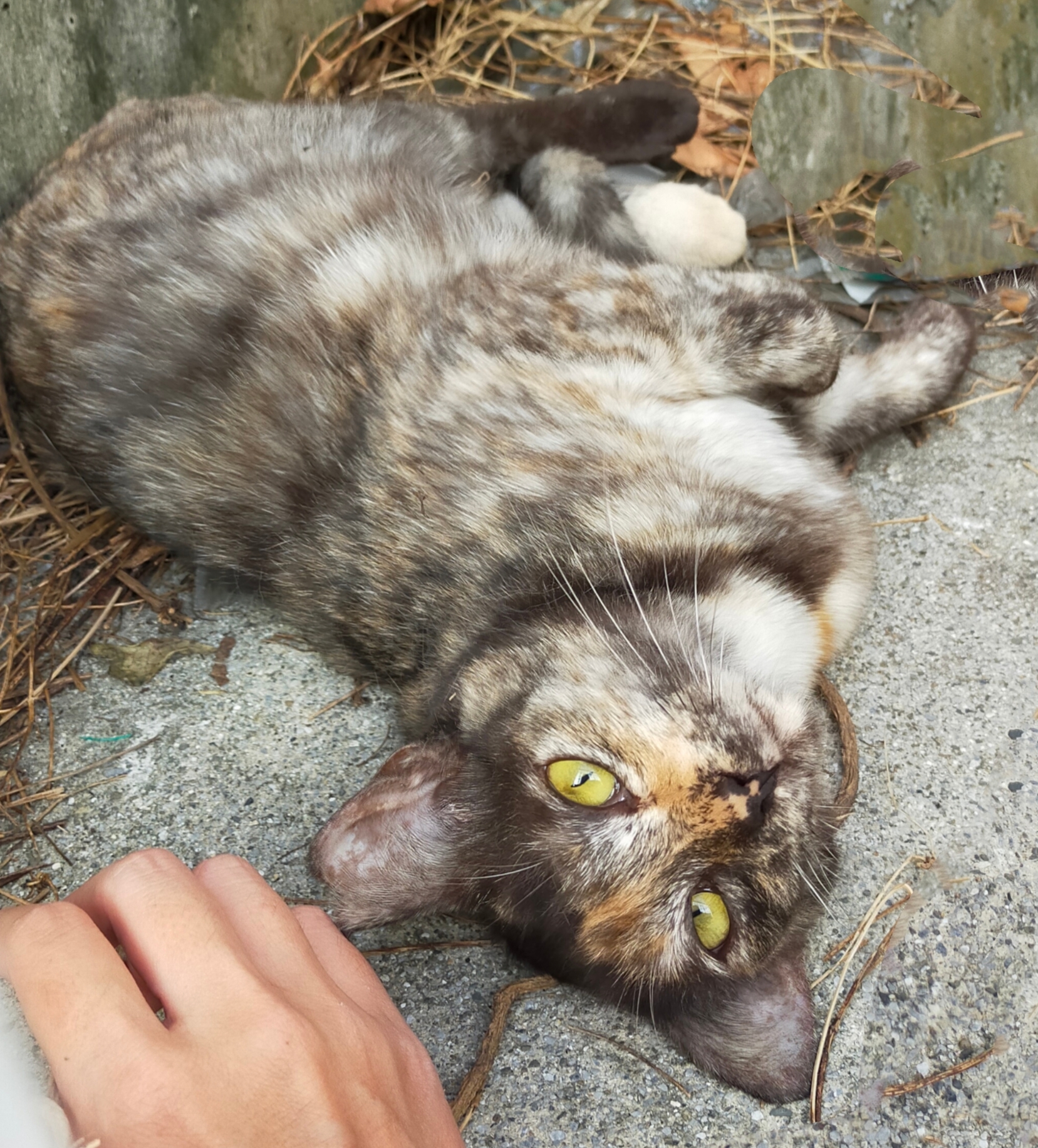 甘えん坊のメス猫🐱サビちゃん