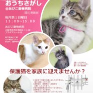 第52回☆ねこのおうちさがし@あびこ動物病院