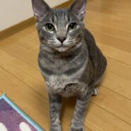 サバトラ君に安心して甘えられるお家を