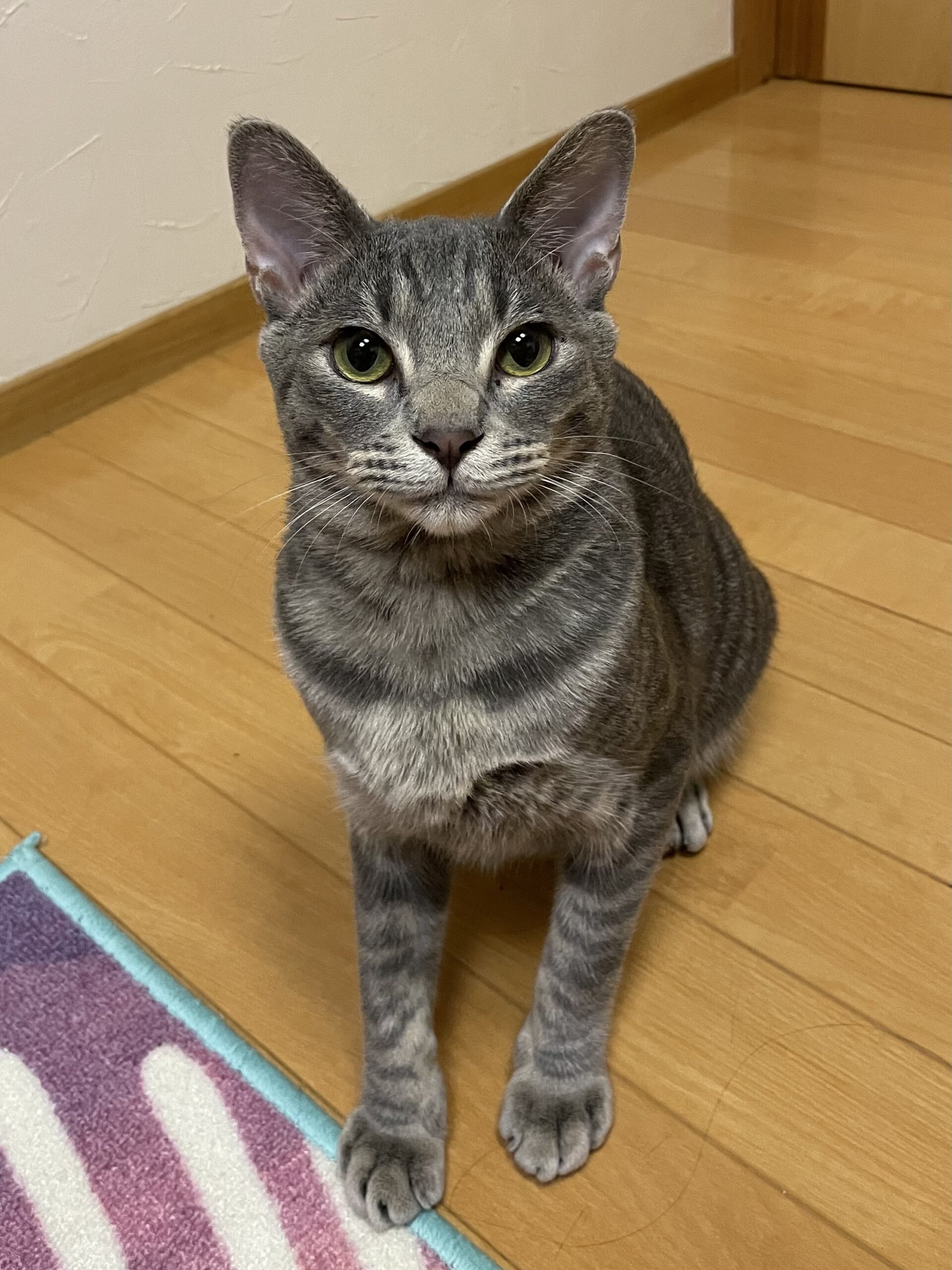 サバトラ君に安心して甘えられるお家を