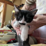 生後2ヶ月の仔猫（男の子）