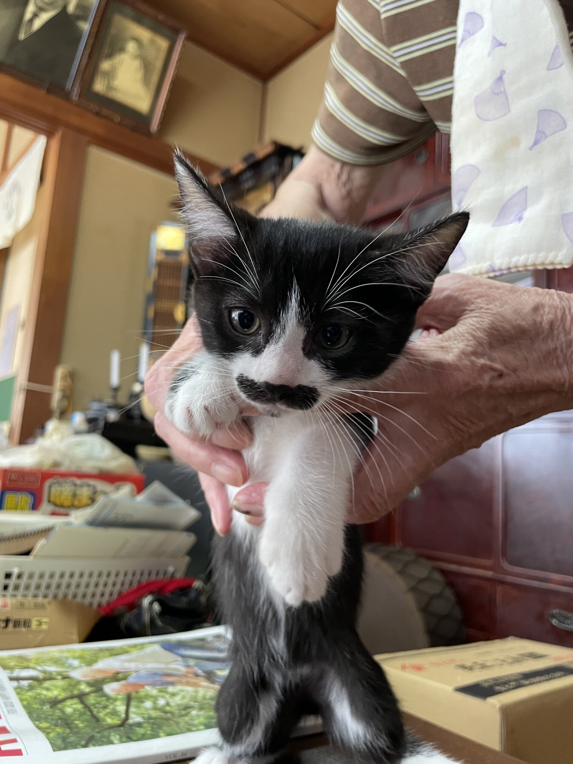 生後2ヶ月の仔猫（男の子）