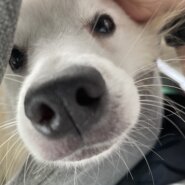 日本スピッツ10ヶ月女の子