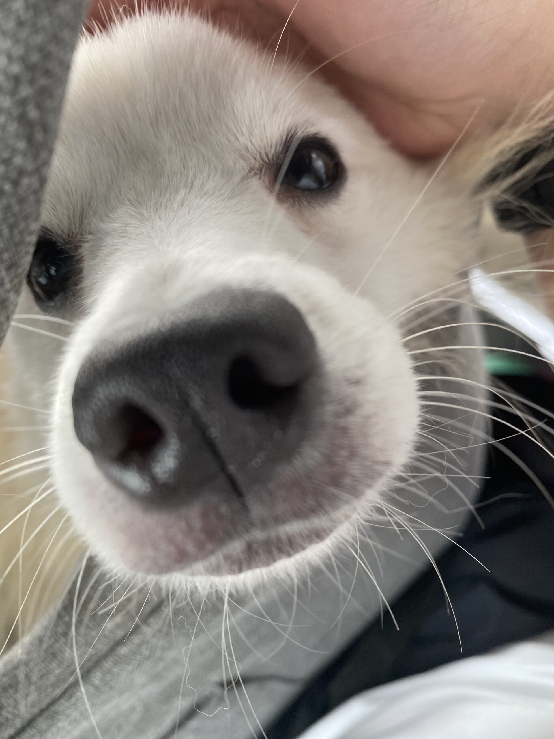 日本スピッツ10ヶ月女の子