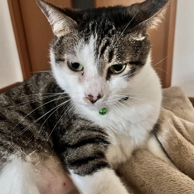 甘えん坊猫さん預かってくれませんか？