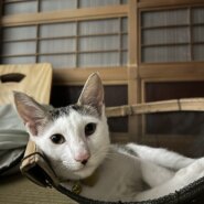 4カ月男の子前髪有りヤンチャBOY (仮名)お松君