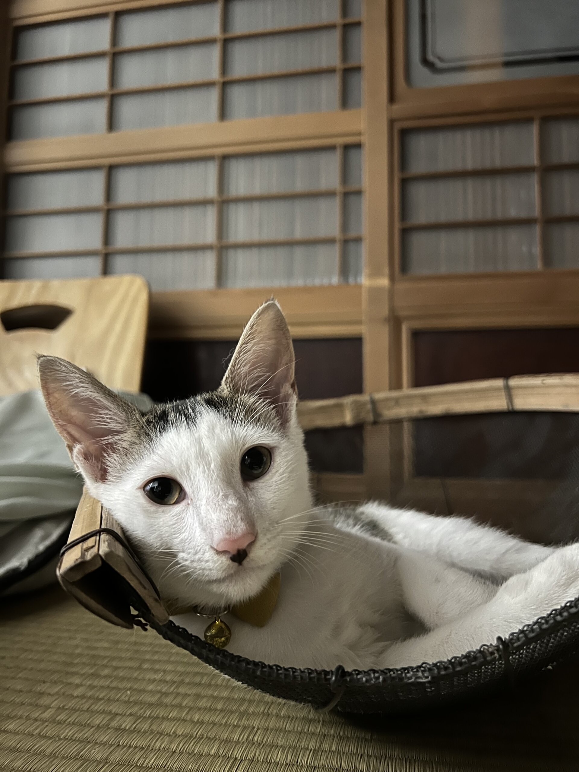 4カ月男の子前髪有りヤンチャBOY (仮名)お松君