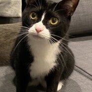 ハチワレ　男の子　3歳