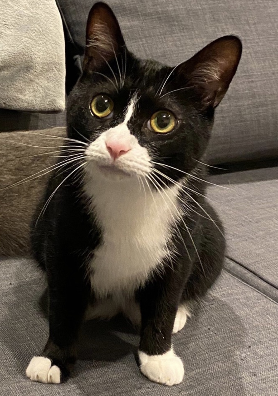 ハチワレ　男の子　3歳