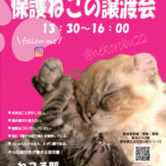 保護ねこの譲渡会