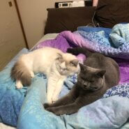 ブリティッシュショートヘアのtigerくんとラグドールのマッシュくん