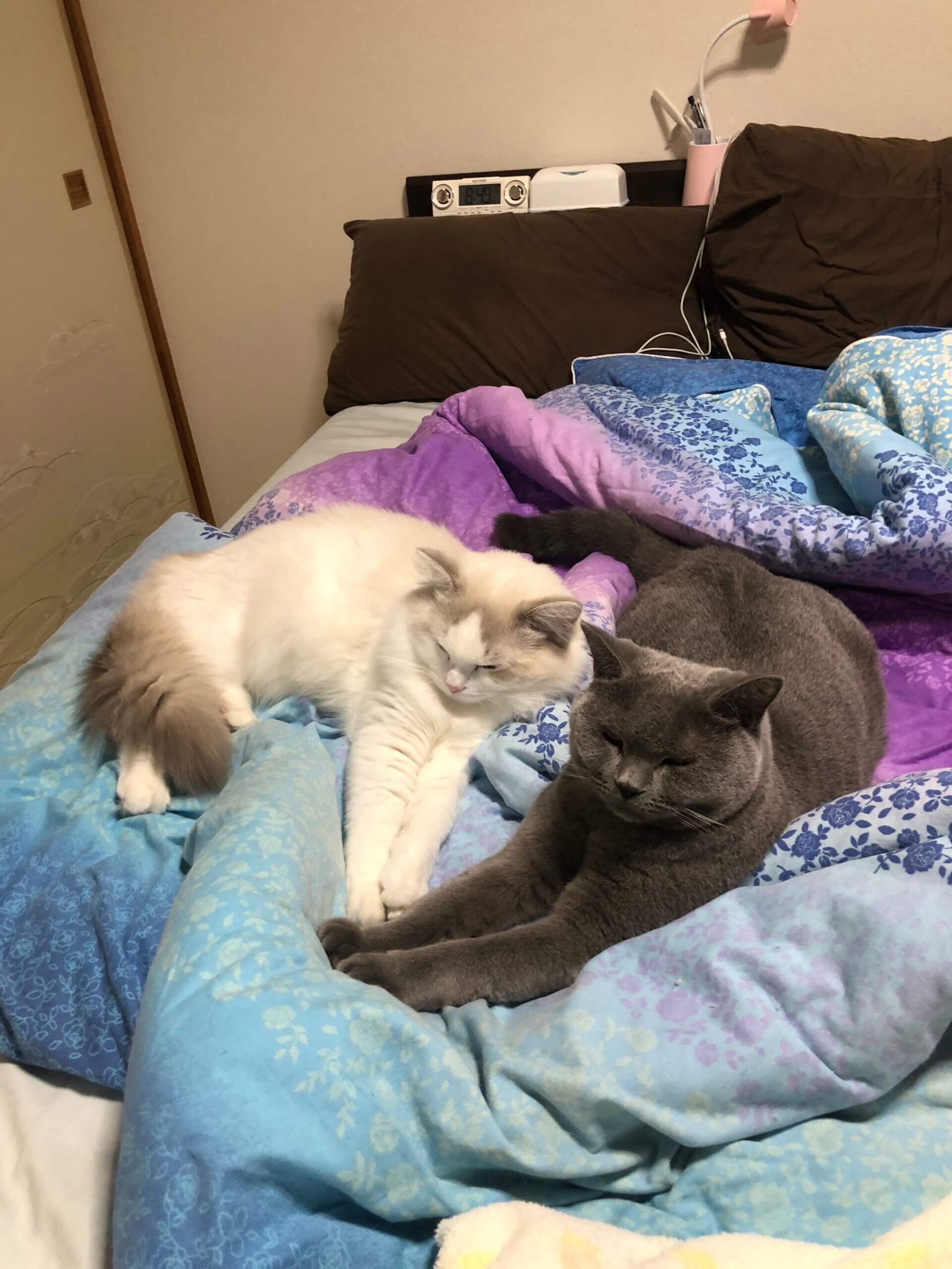 ブリティッシュショートヘアのtigerくんとラグドールのマッシュくん