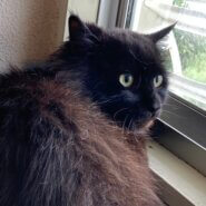 ゴージャスな長毛ボフ君