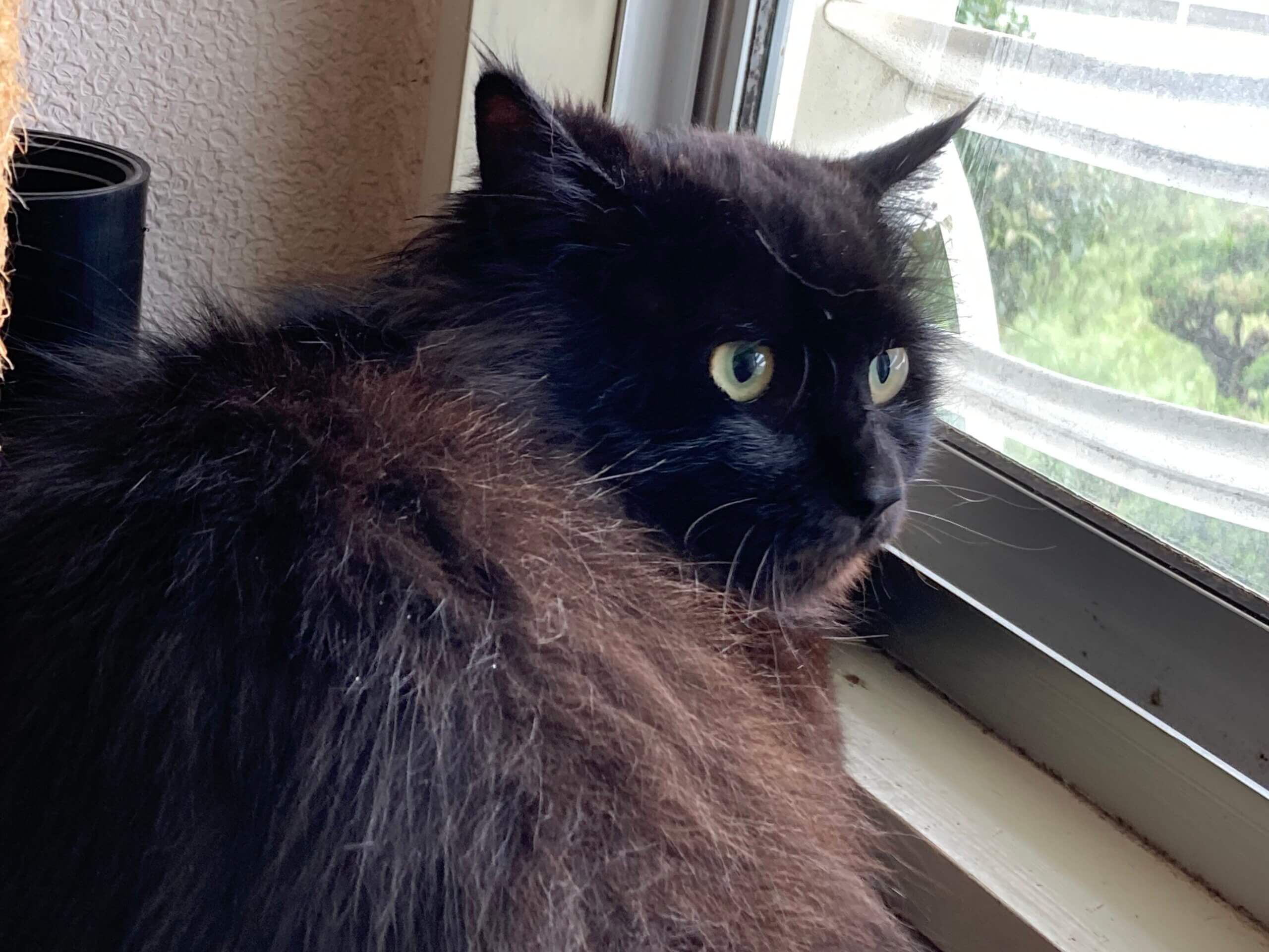 ゴージャスな長毛ボフ君