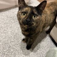 人懐っこくて甘えん坊な女の子です