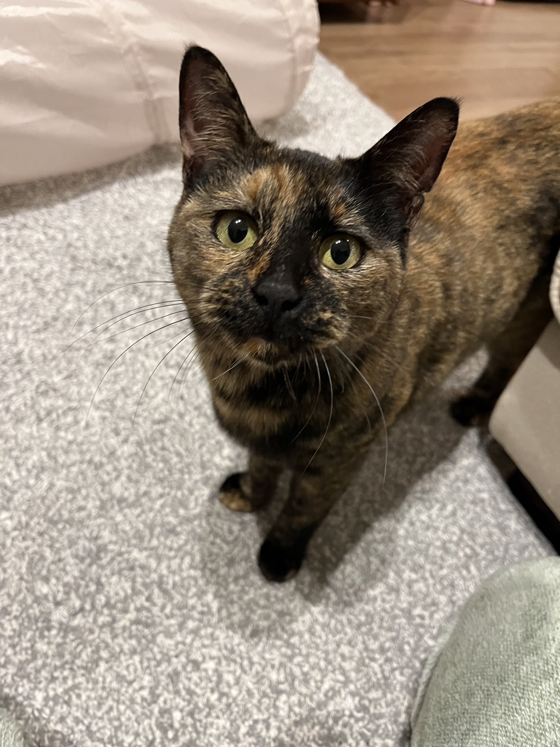 人懐っこくて甘えん坊な女の子です