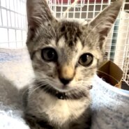 トライアル中♡生後約1ヶ月の女の子