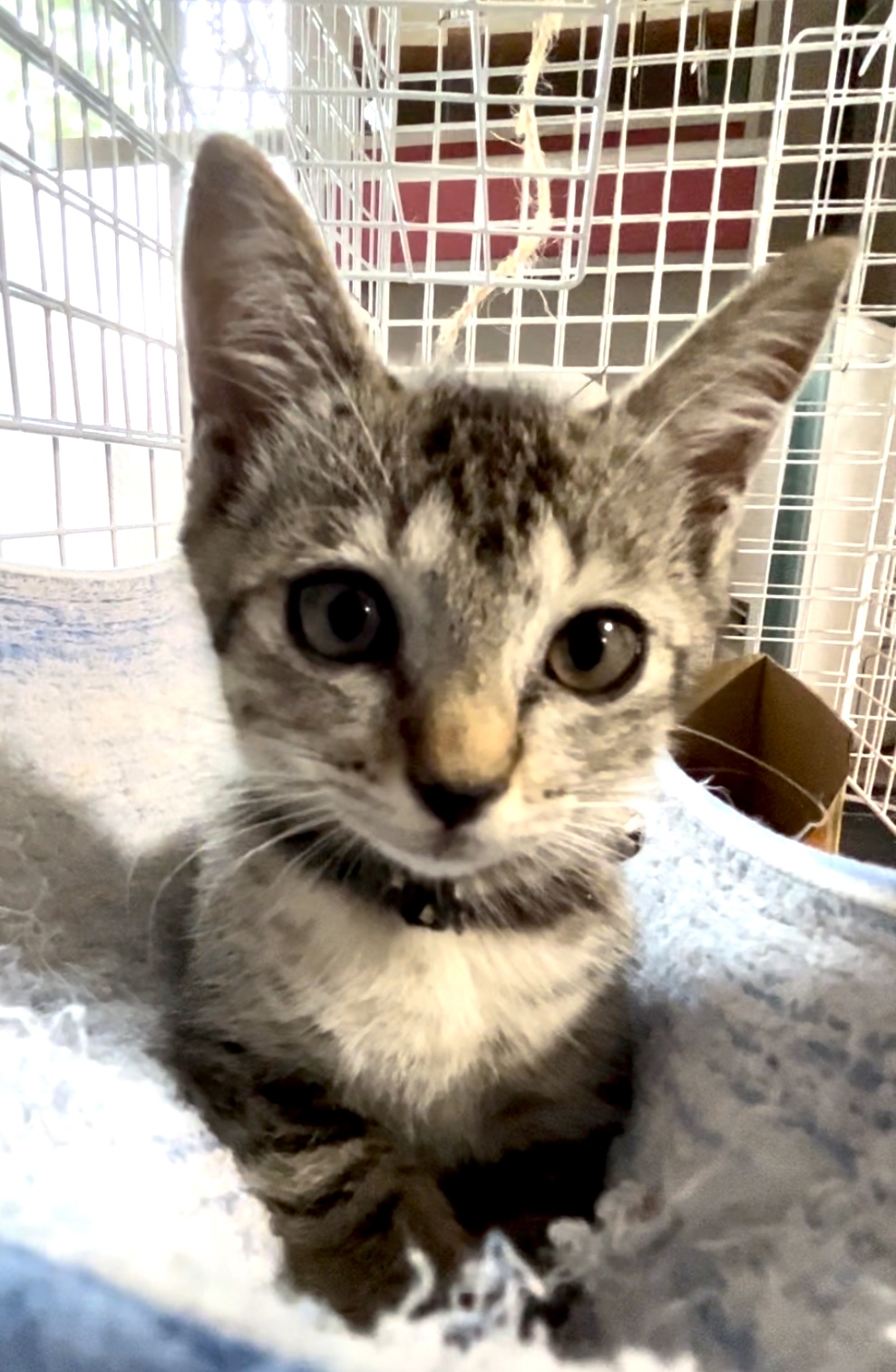 トライアル中♡生後約1ヶ月の女の子