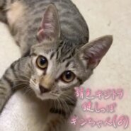 錆色キジトラ鍵しっぽ♬ギンちゃん(♂)