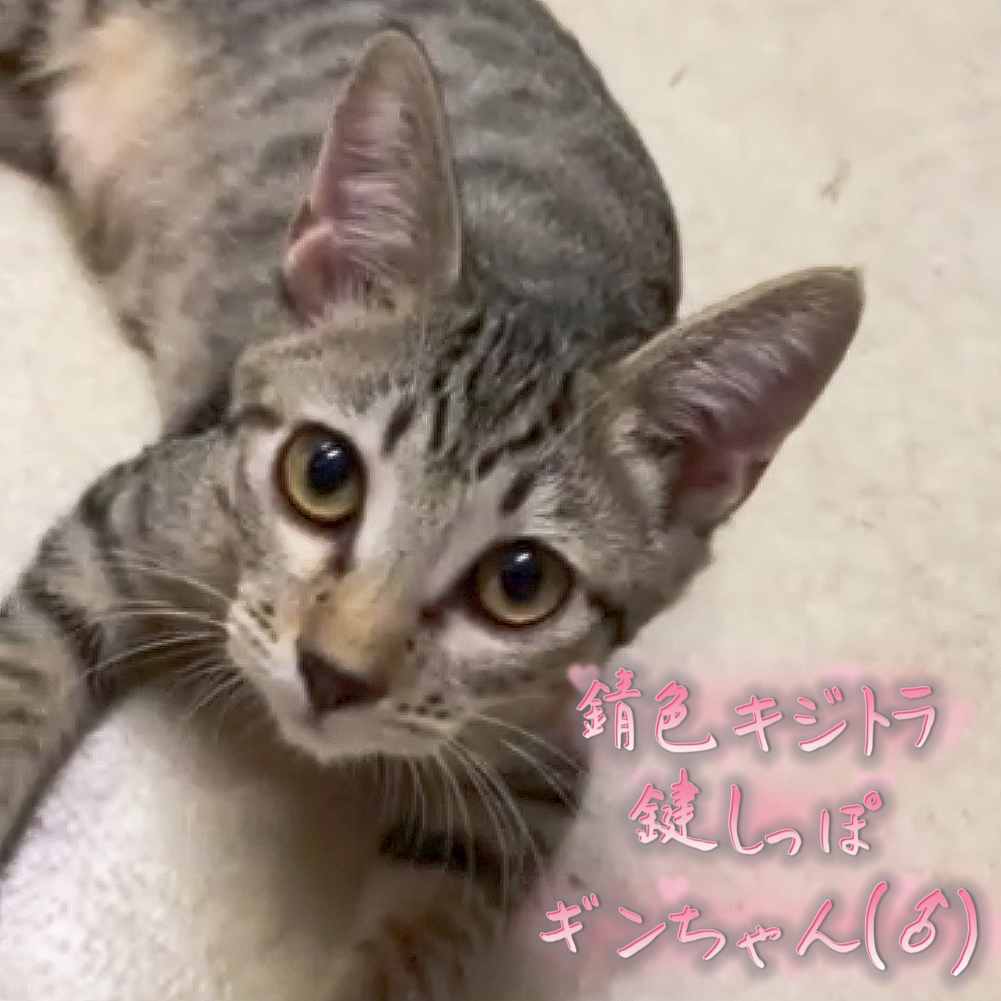 錆色キジトラ鍵しっぽ♬ギンちゃん(♂)