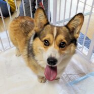 香川県　甘えん坊のコーギーくん