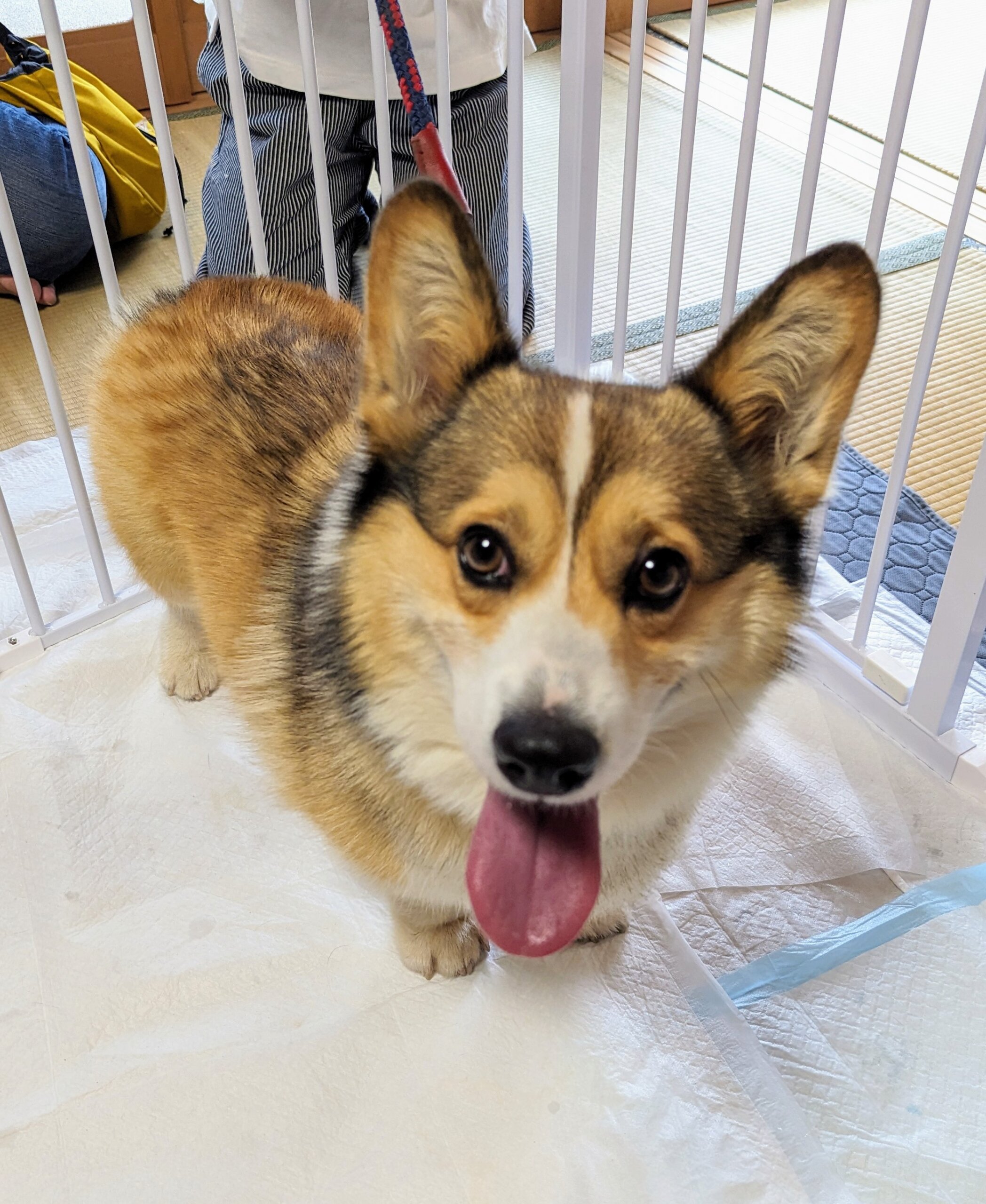 香川県　甘えん坊のコーギーくん