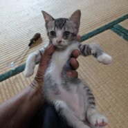 生後1ヶ月半前後の子猫